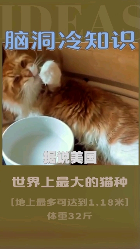 世界上最大的猫种 