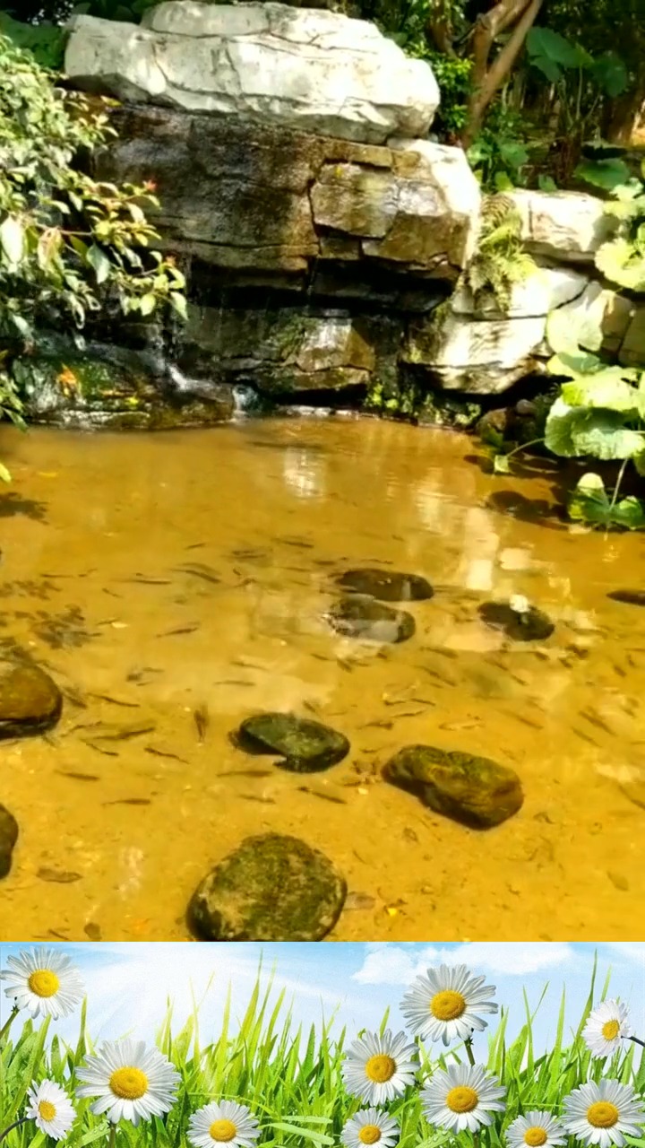 #娱乐#还记得小时候,用簸箕捞鱼的情景吗童年的回忆啊