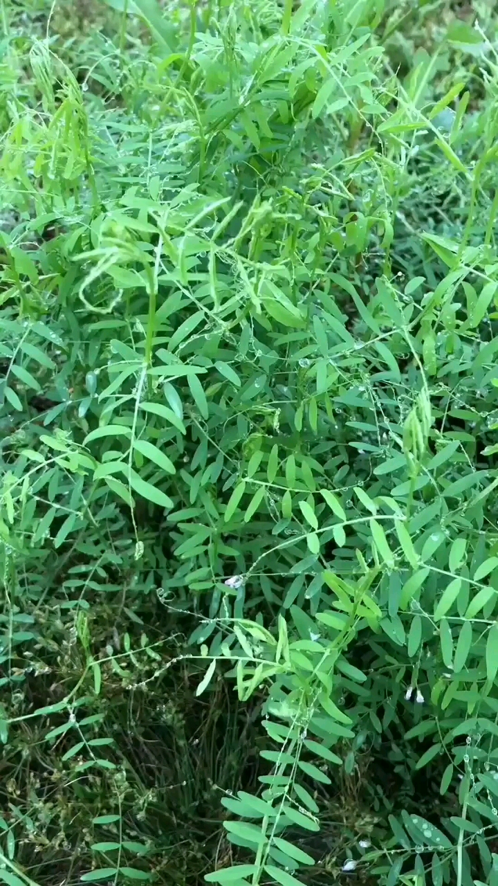 小巢菜有认识的吗?