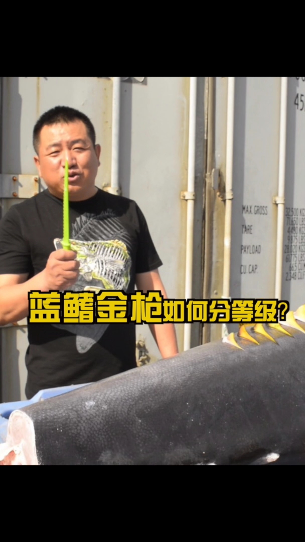 蓝鳍金枪鱼如何分等级?涛哥指给你看。