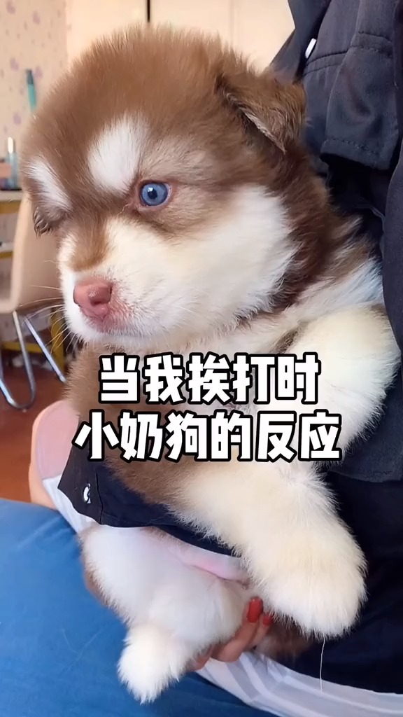 #我家萌宠成精了#看到我挨打，安安放弃了它的小自尊心，第一次主动叫了爸爸～