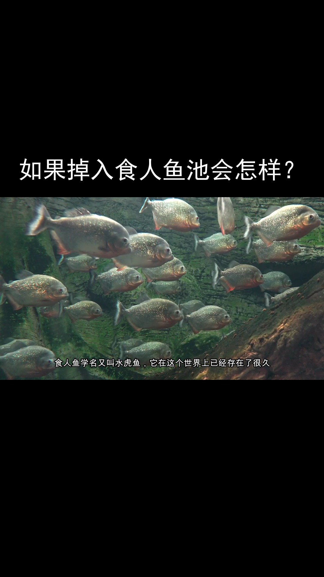 #科普#食人鱼的真实面目,如果人掉进食人鱼池,会怎样?