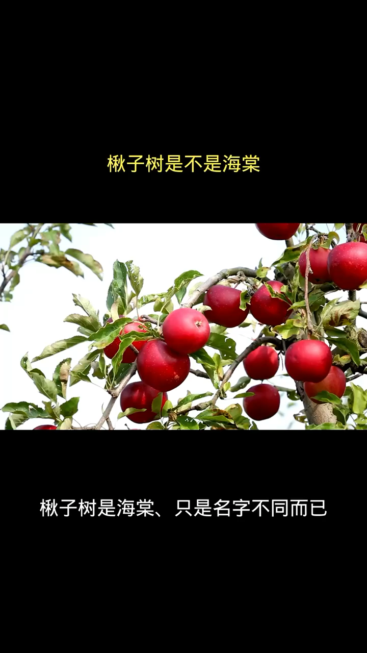 楸子树是不是海棠?