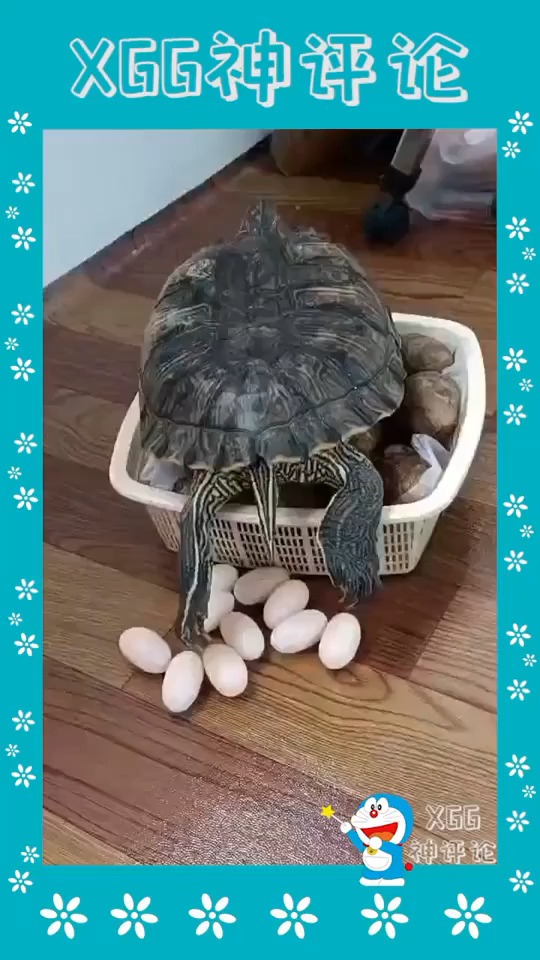 你有见过乌龟下蛋吗?