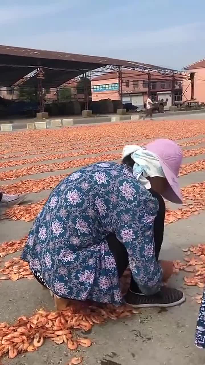 夏天温度太高,把河虾放到地上,直接就烤熟了!