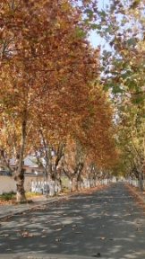 巢湖半汤三瓜公社