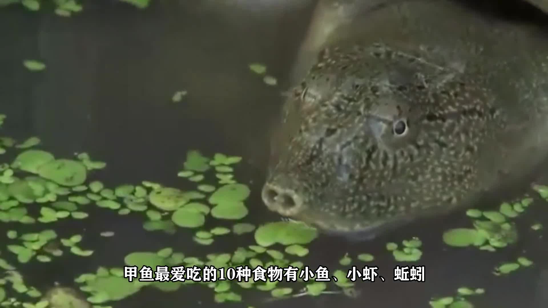 甲鱼最爱吃的10种食物是什么