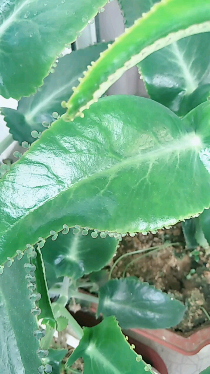 分享视频