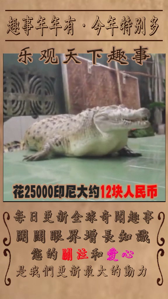 世界上最重的家养鳄鱼