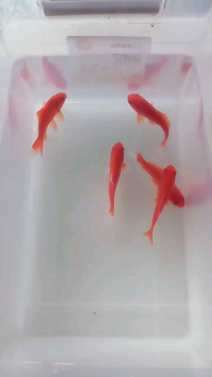 可爱的小金鱼,早安