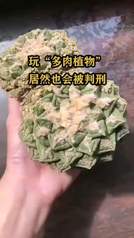 玩“多肉”植物居然也会被判刑