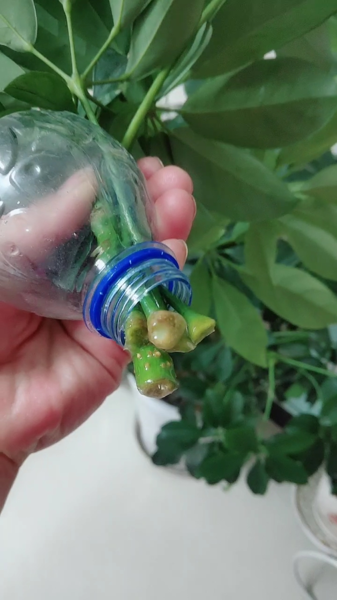 扦插鸭掌木的快速生根成活率高的方法