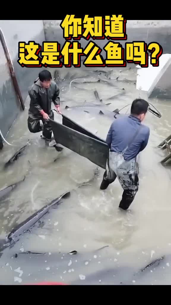 有的人,这辈子都没见过这么大的鱼你知道这是什么鱼吗大鱼
