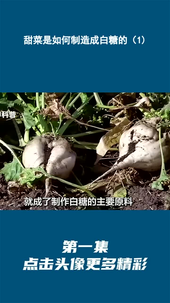 甜菜是如何制造成白糖的(1)