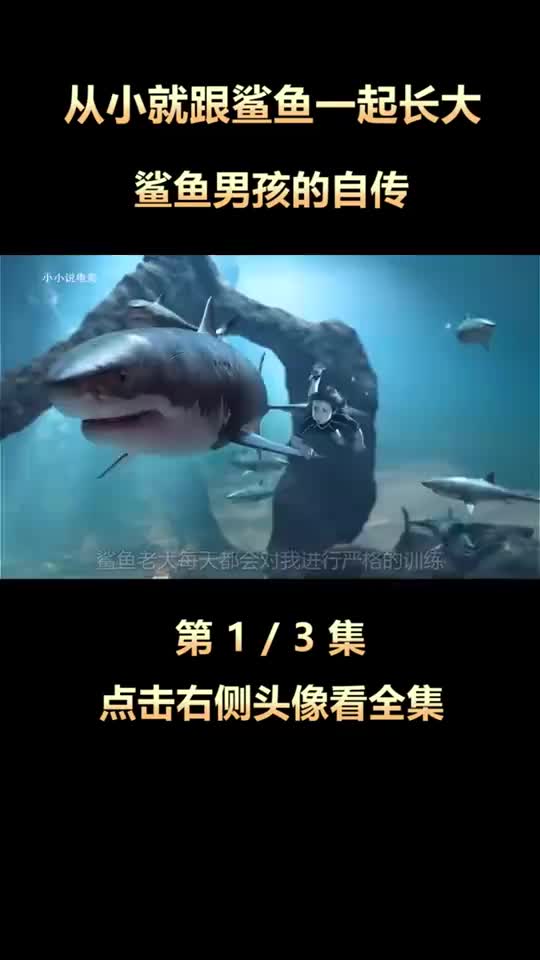 从小就跟鲨鱼一起长大鲨鱼男孩的自传