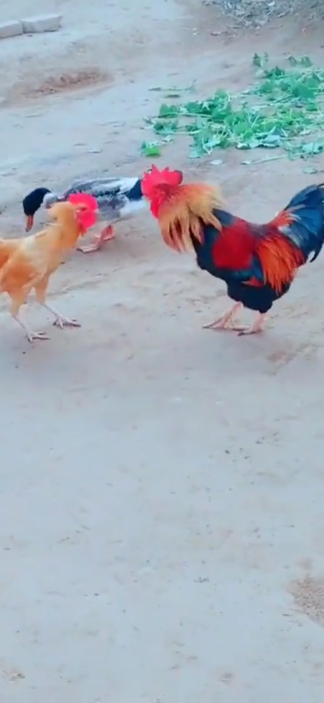 #宠物最可爱的样子#两只大公鸡打架，鸭哥竟然成了和平使者