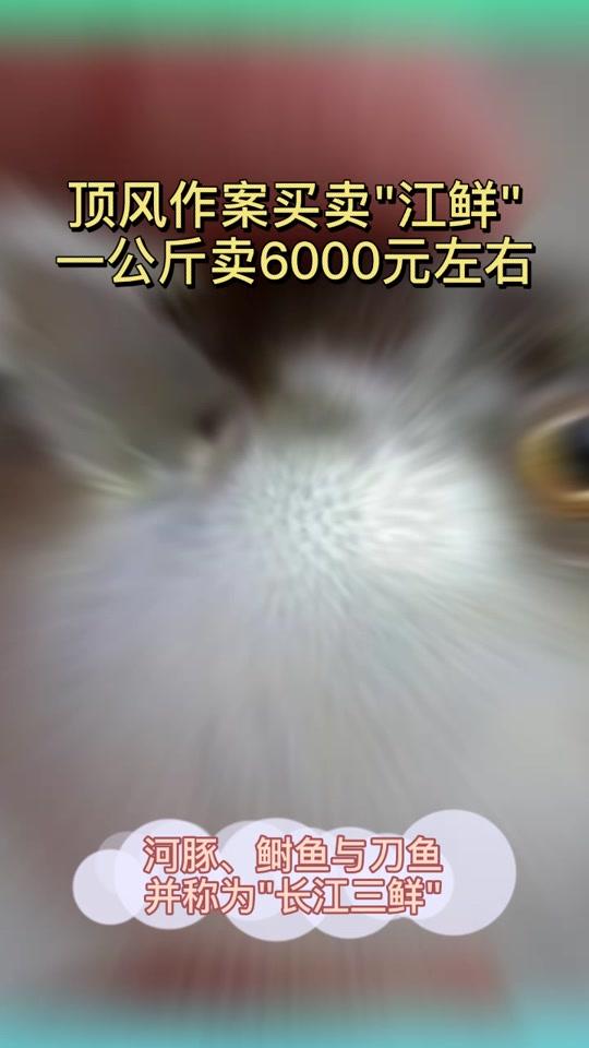 “长江三鲜”等生物资源严重衰退#河豚 #刀鱼 #鲥鱼