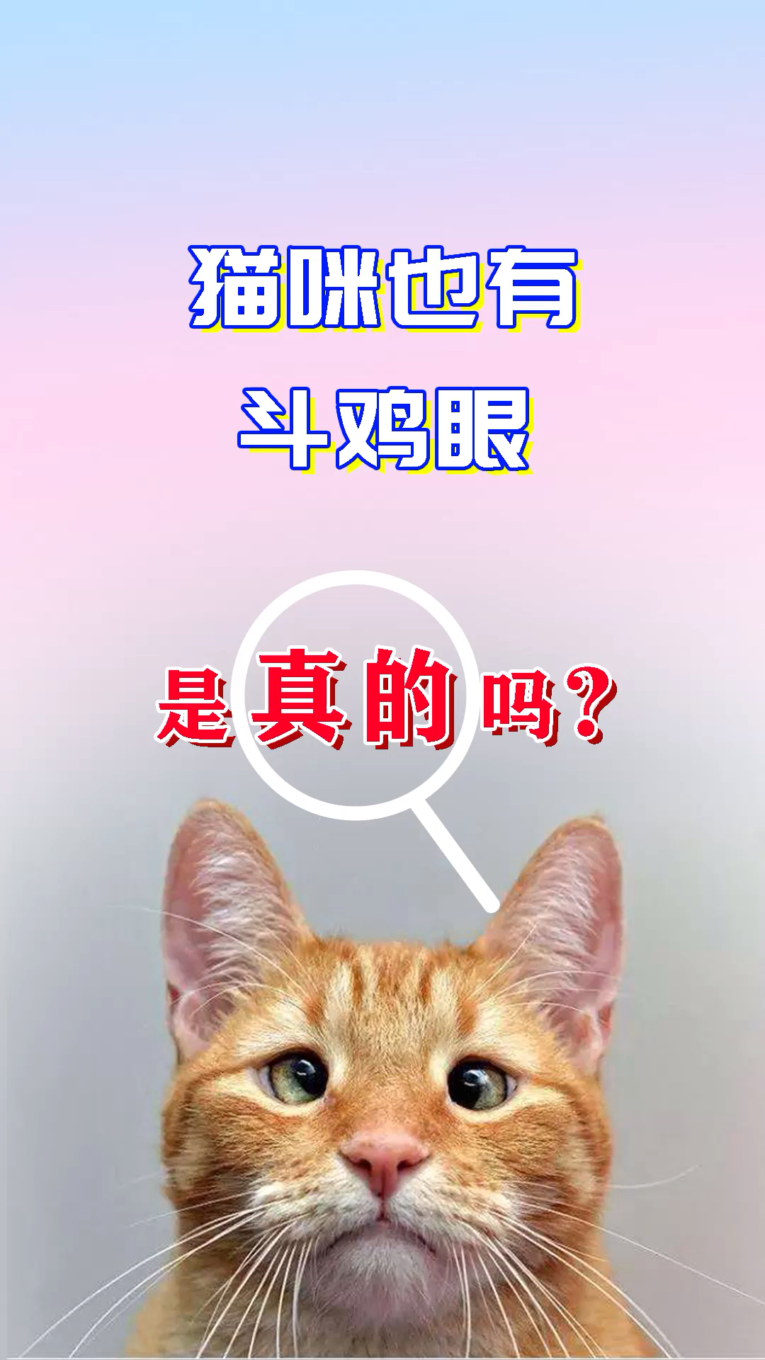 #猫#快去康康你家猫咪有斗鸡眼吗?