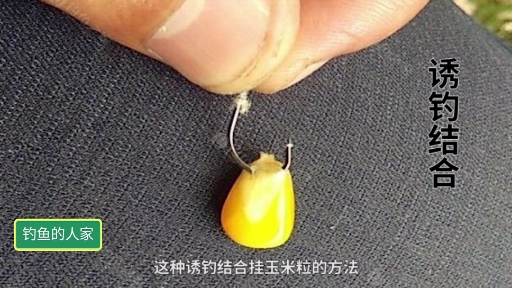 用玉米野钓,诱钓结合挂玉米粒的钓法,主钓20斤以上的野生大鱼