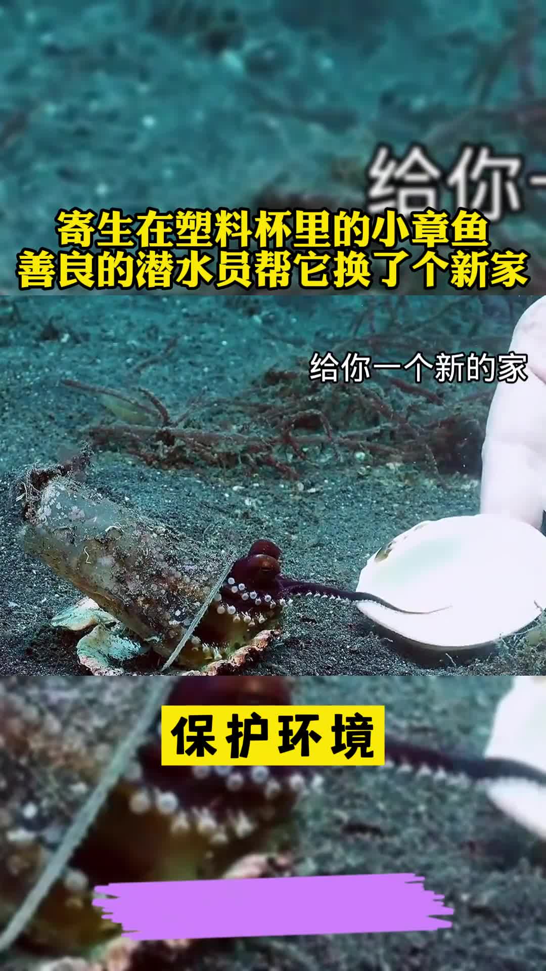 寄生在塑料杯里的小章鱼被善良的潜水员换了个新家