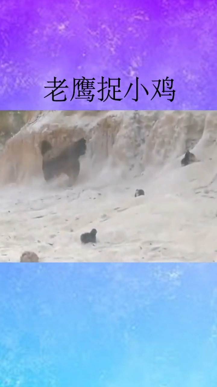 真实的老鹰捉小鸡