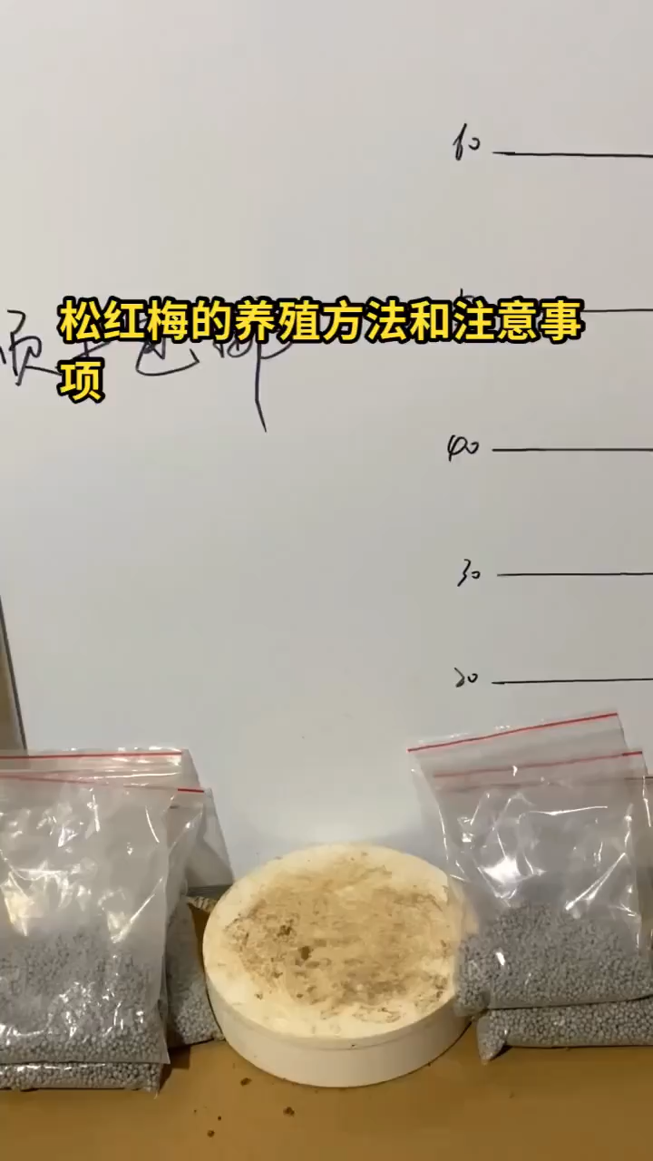松红梅的养殖方法和注意事项
