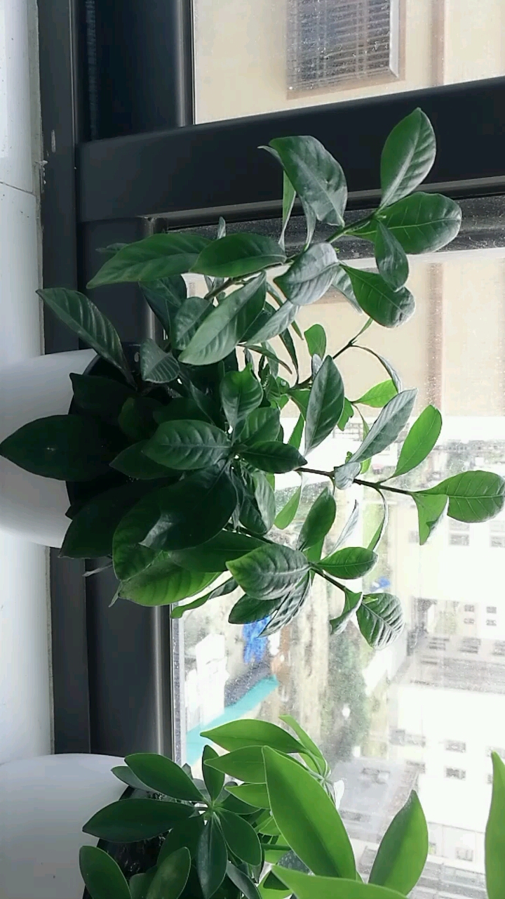 晒晒太阳,光合作用一下～