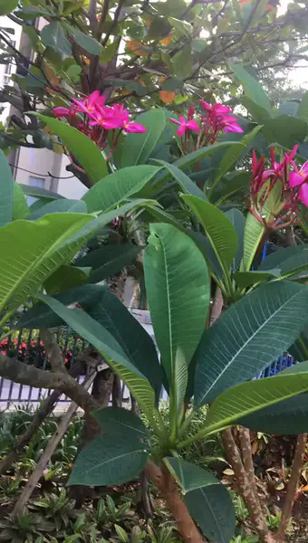 红色的鸡蛋花,漂亮!