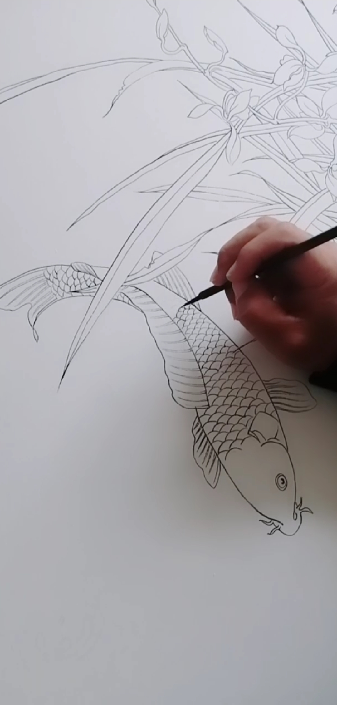 #耕耘就有收获#白描鲤鱼的画法,更多步骤请朋友们继续关注