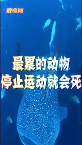 最累的动物,停止运动就会死亡,看完惊呆了你能接受吗