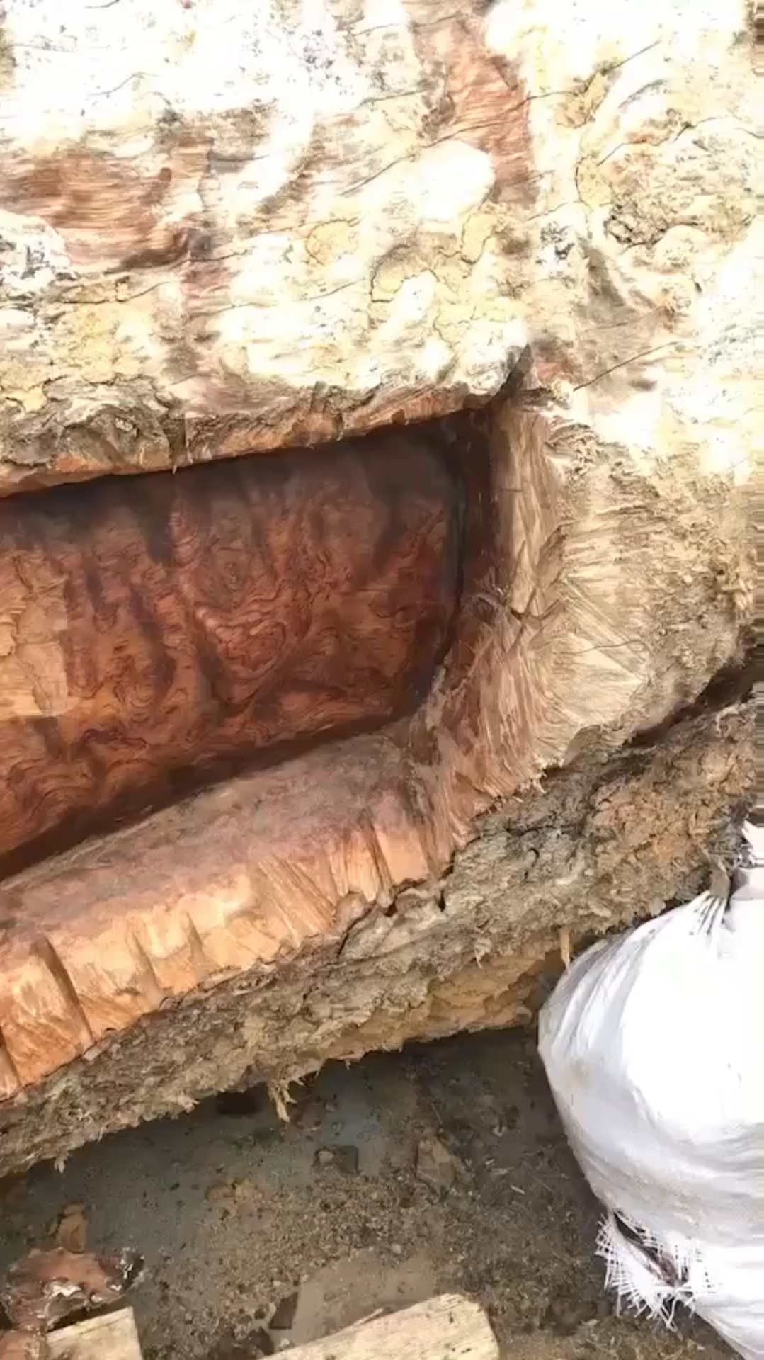 直径两米的巴花。看着纹路清晰可见。巴花学名巴西花梨,被誉为帝王之木