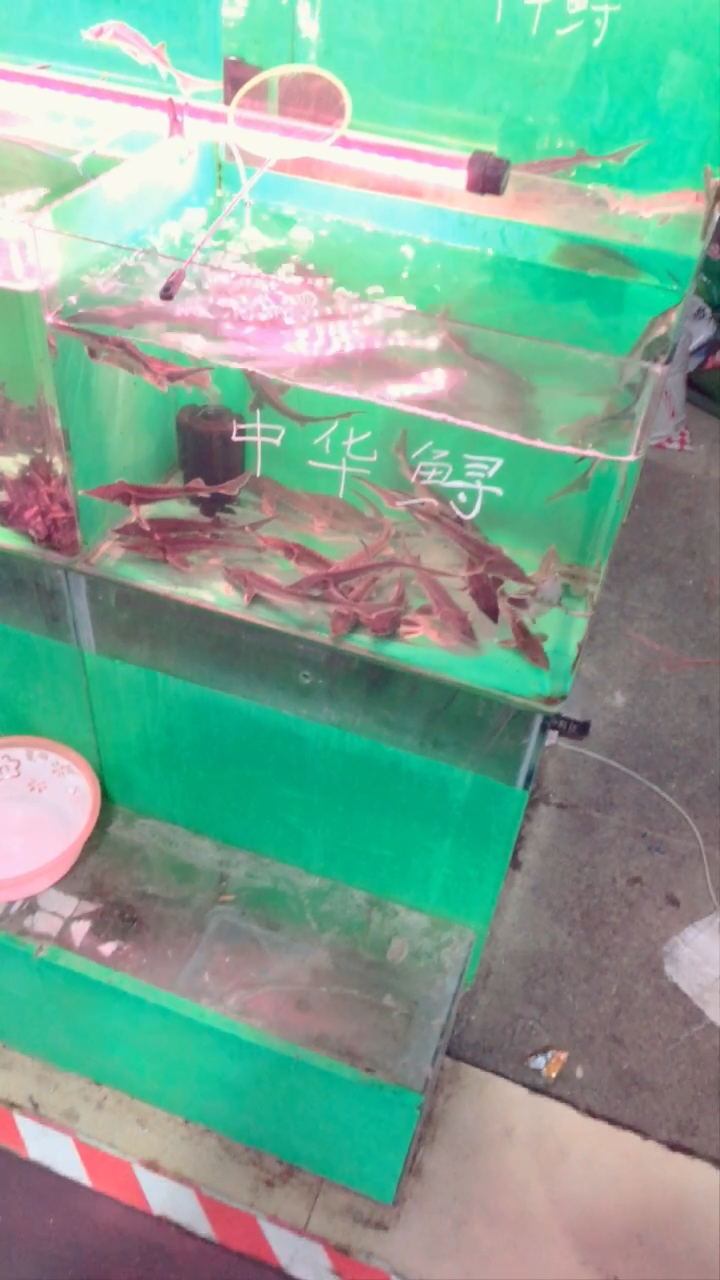 中华鱼寻