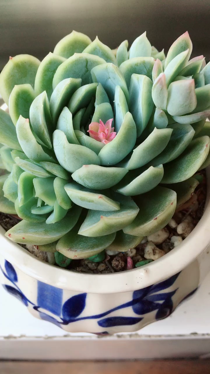 冰梅还是贝瑞要开花了