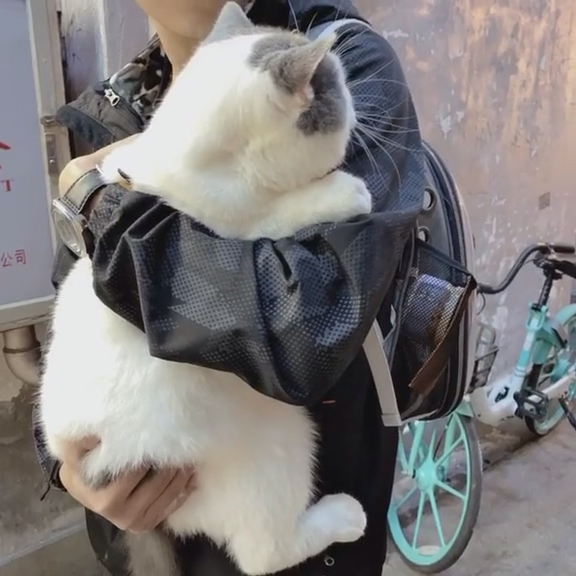 #宠物最可爱的样子#这猪瘦的跟猫一样