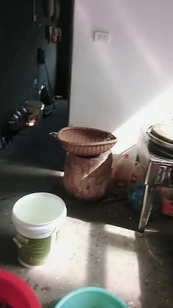 仙岛湖清水龙虾和小河虾