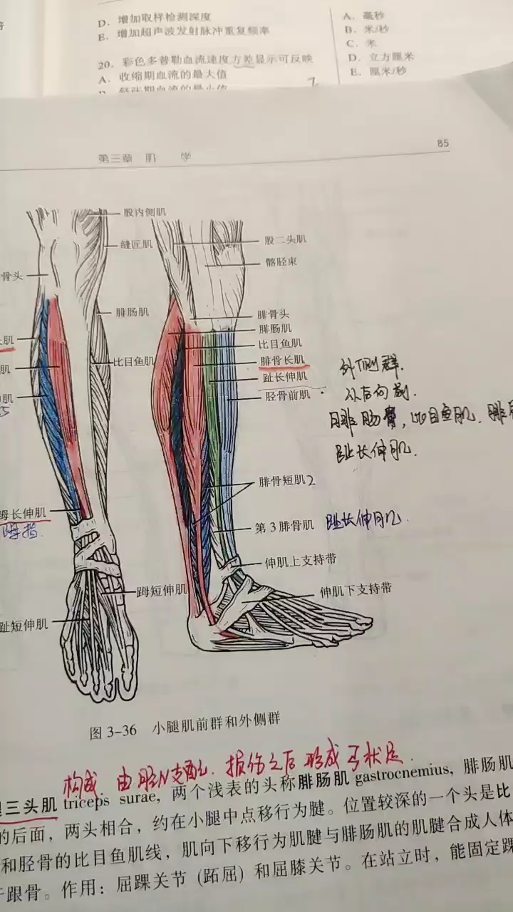 @全民小助手 小腿肌前群及外侧群  