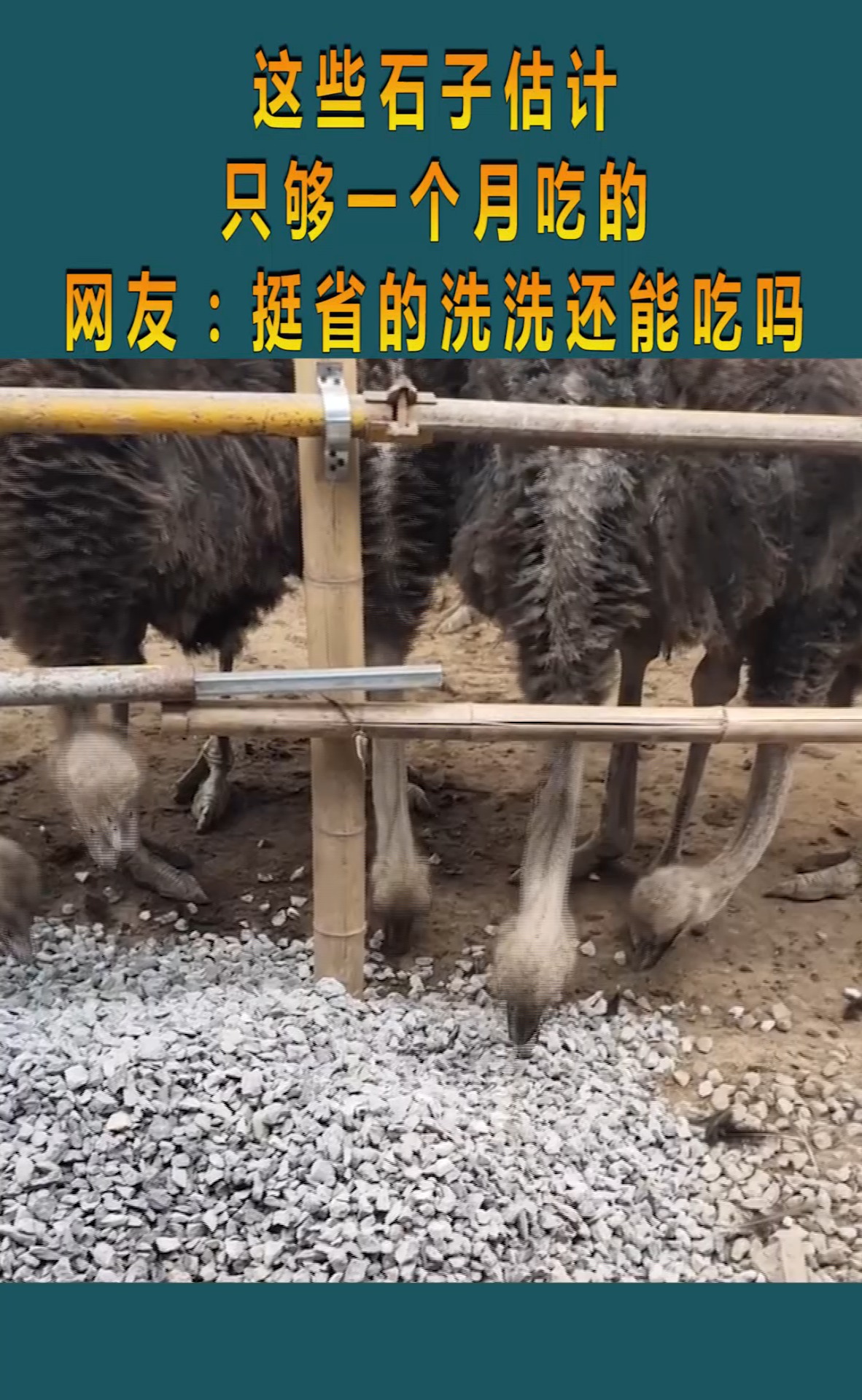 这些石子估计,只够一个月吃的,网友:挺省的洗洗还能吃!