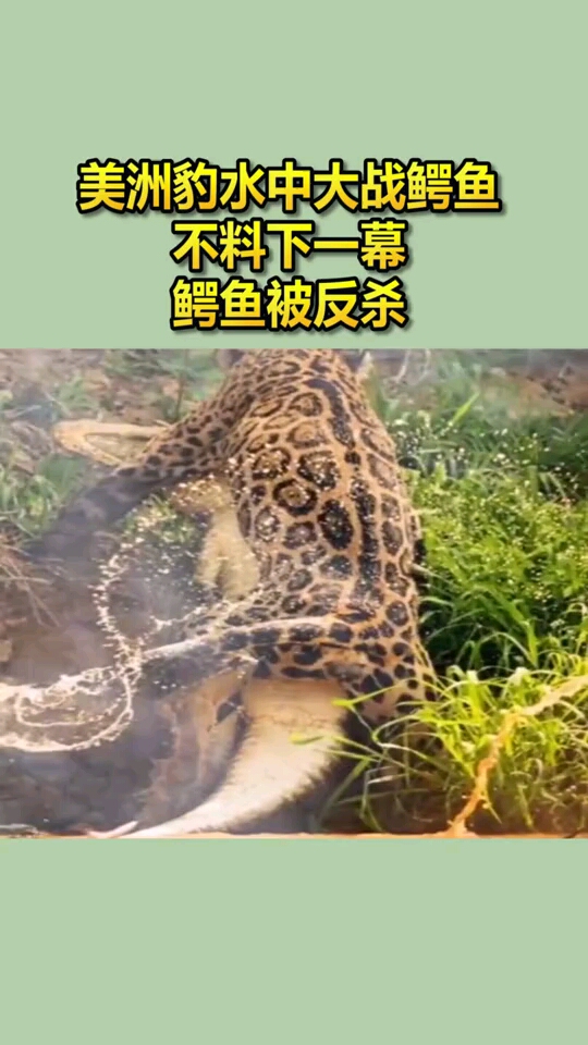 美洲豹水中大战鳄鱼,不料鳄鱼竟被瞬间反杀