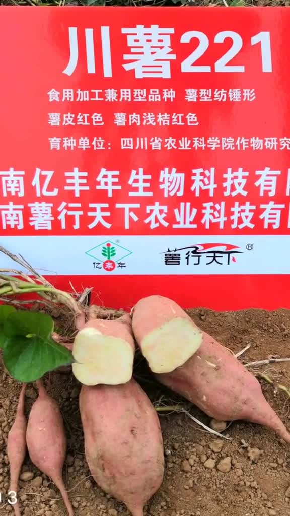 再带你认识几个红薯品种