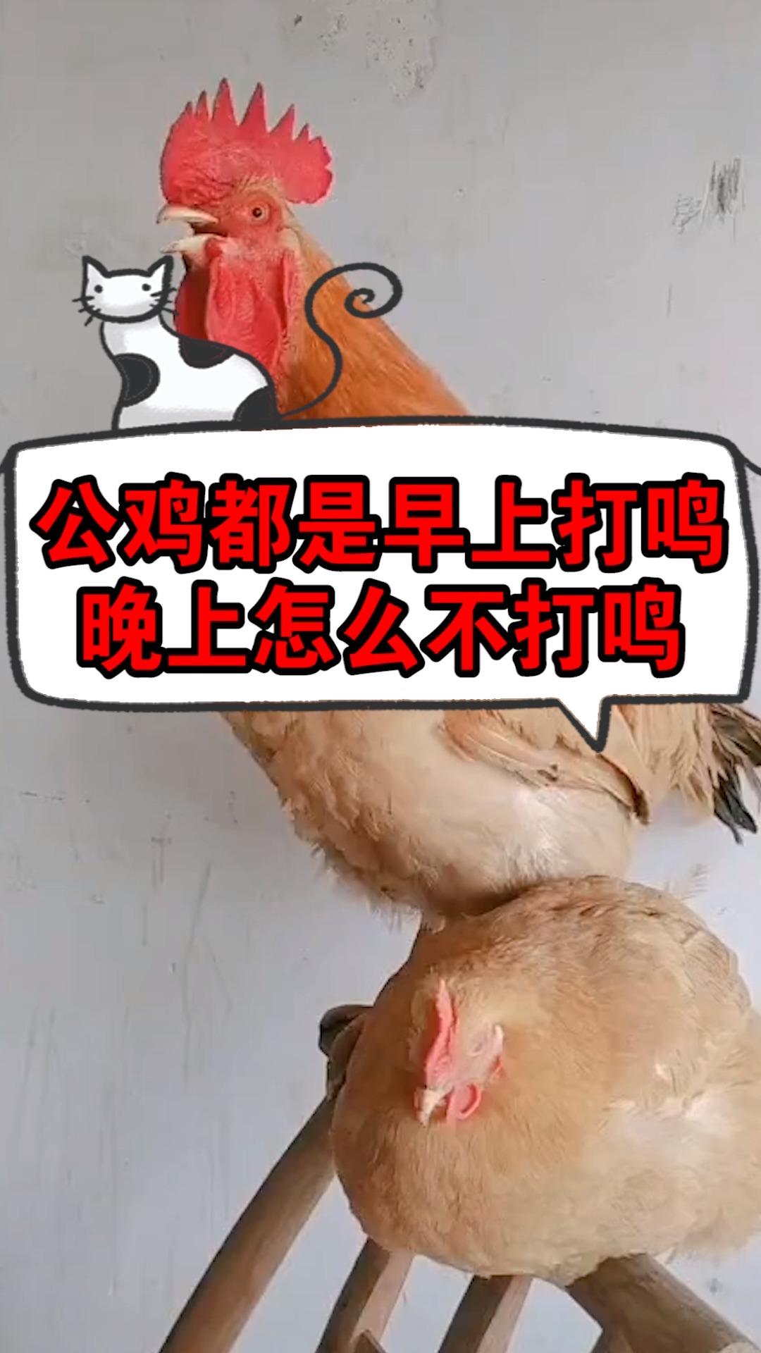 公鸡都是早上打鸣晚上怎么不打鸣