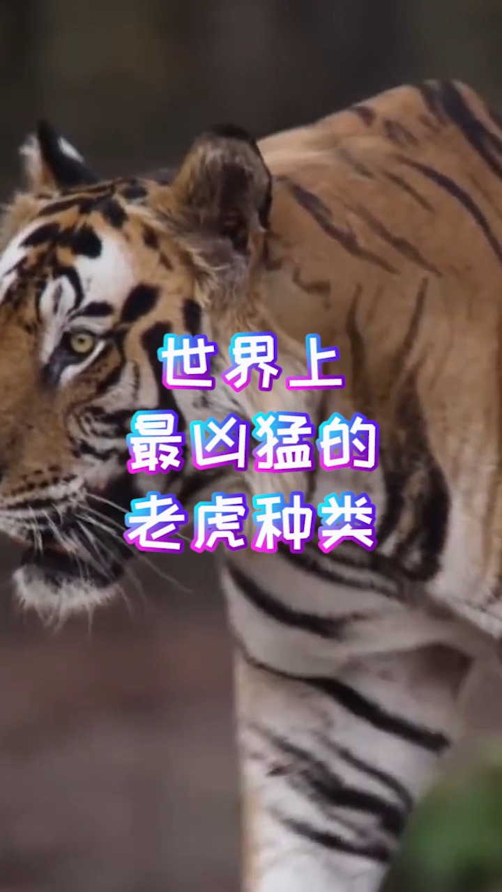 #奇闻趣事抢先看#世界上最凶猛老虎排名,东北虎实力最强(是体重最大猫科动物)