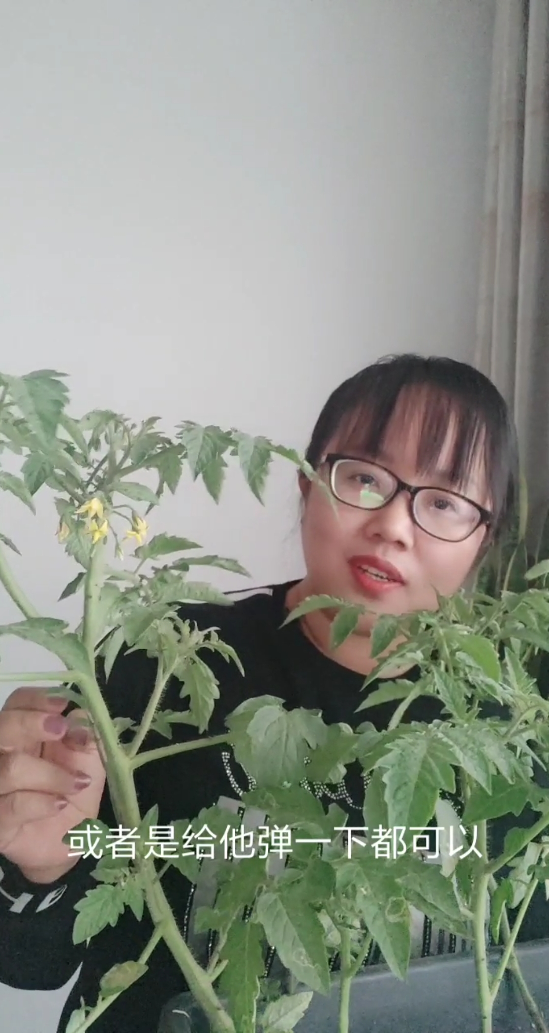 盆栽西红柿,这样养,挂满小果果