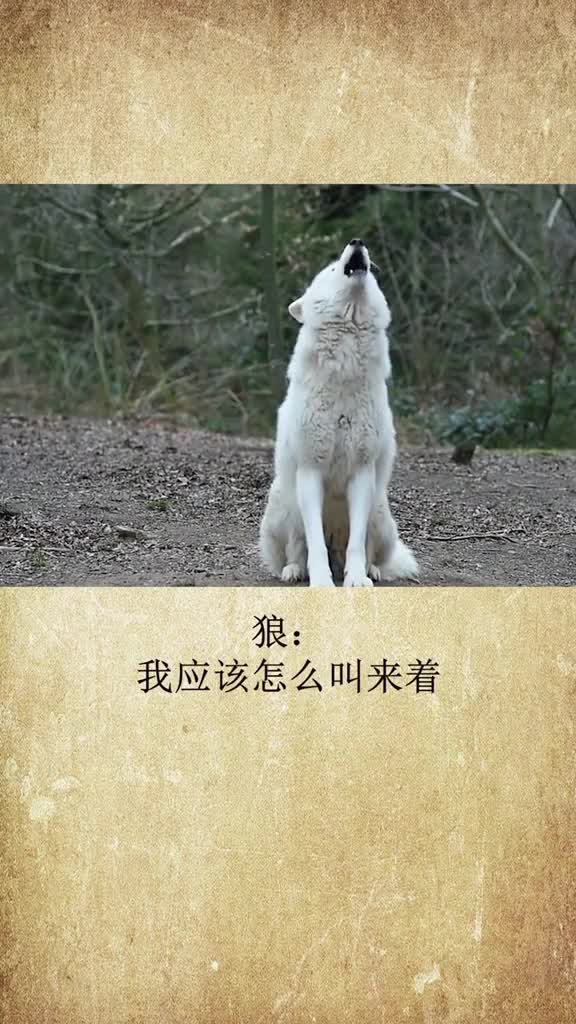 狼哪来的声音…奇葩动物