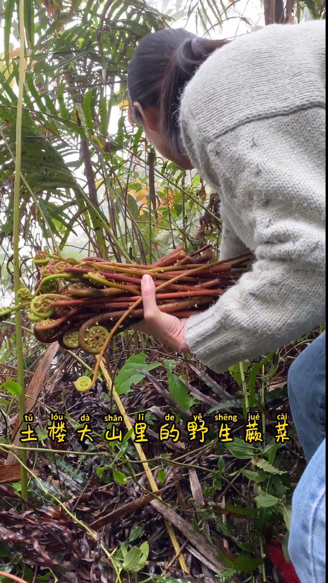 采野生蕨菜大集合