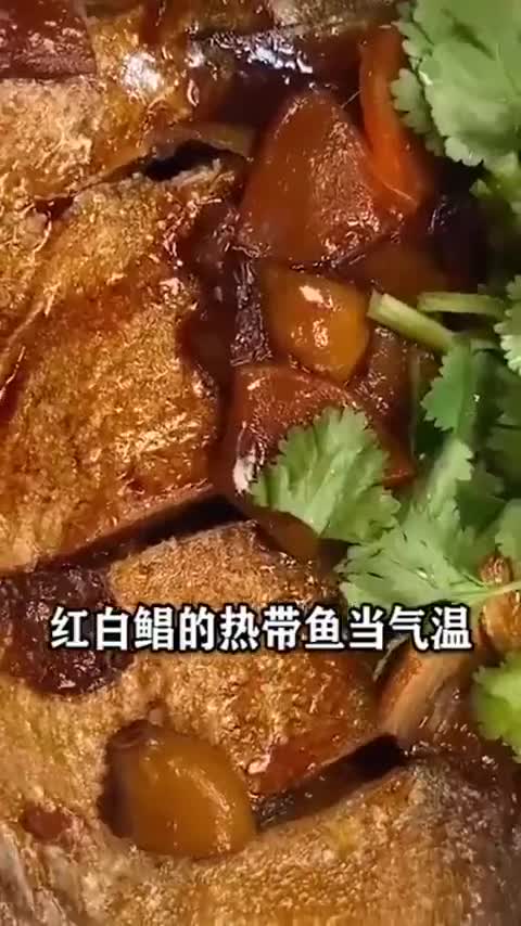 这个遇冷则死的鱼,市场卖5元一斤,常被当成名贵海鱼
