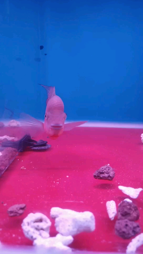 小红马