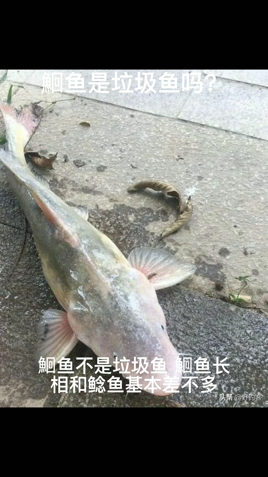 鮰鱼是垃圾鱼吗?