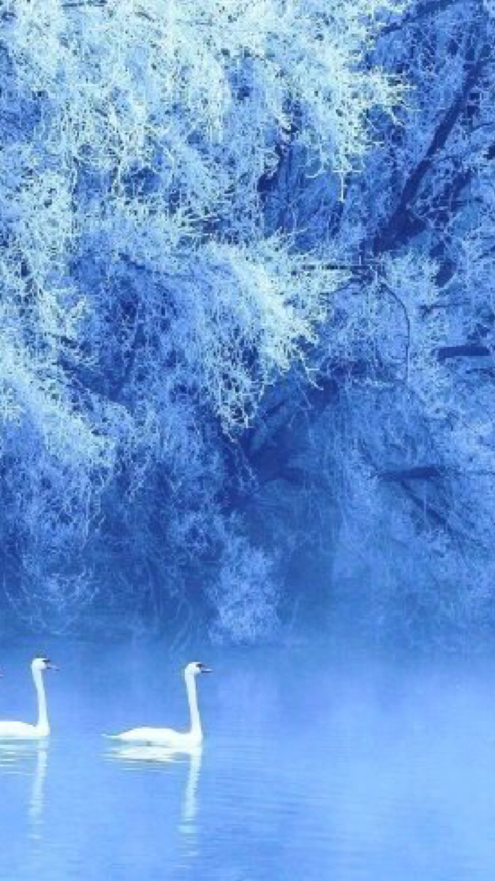 #在家云旅游#新疆伊犁天鹅湖,银色的雾淞 ,澄澈的湖水, 纯洁的白天鹅,朦胧的雾气,宛若仙