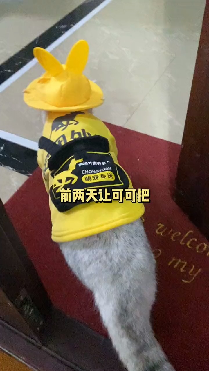 一根猫条换一堆小鱼干,不亏不亏