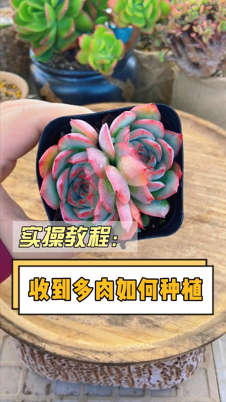 新手看过来,收到多肉要如何种植呢?这个视频教会你。正确的种多肉,肉肉可以一直活着